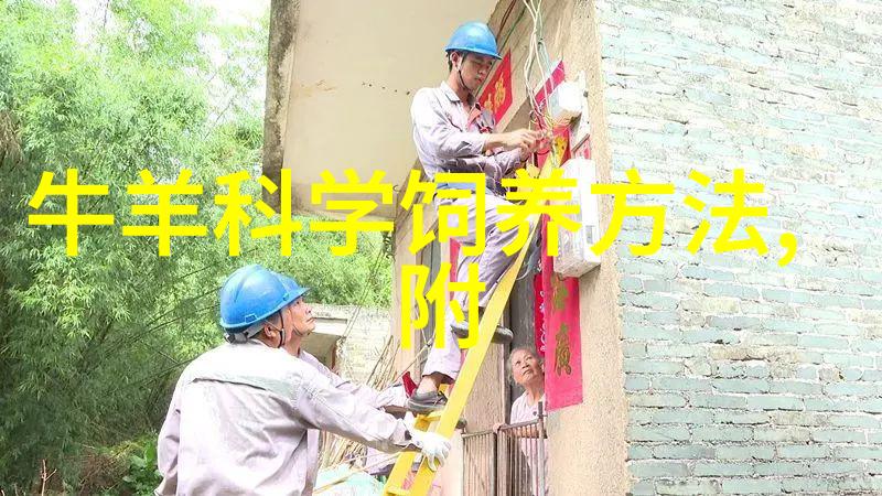 棉籽喂奶牛 高产奶质优
