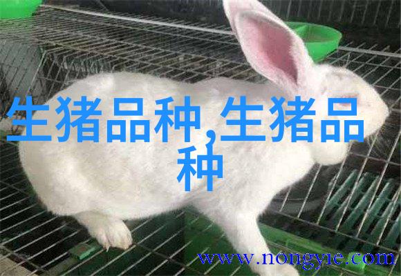 鲁莱黑猪