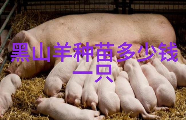 奶牛高产稳产管理措施
