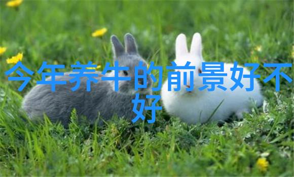 奶牛夏季高产巧管理