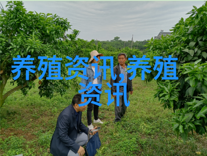 起来起来起来猪的价格一路上涨